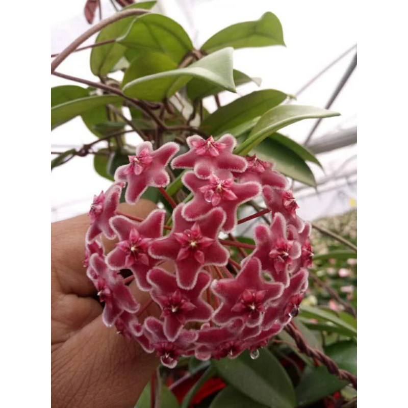 Cẩm cù bông đỏ