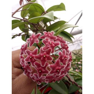 Cẩm cù bông đỏ