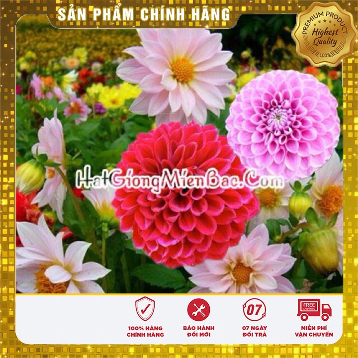 Hạt Giống Hoa Thược Dược Mix