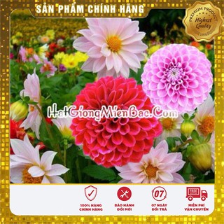 Hạt Giống Hoa Thược Dược Mix