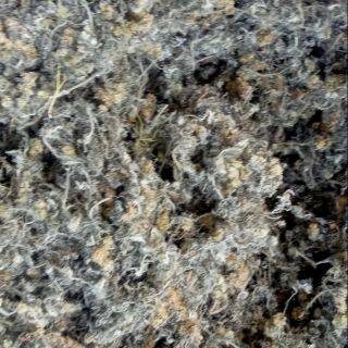 100gr bột lá rau khúc làm bánh khúc