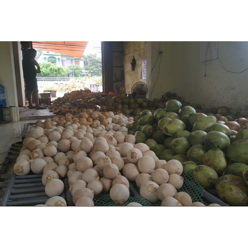 dừa xiêm gọt vỏ Bến Tre (giao liền 1h) | BigBuy360 - bigbuy360.vn