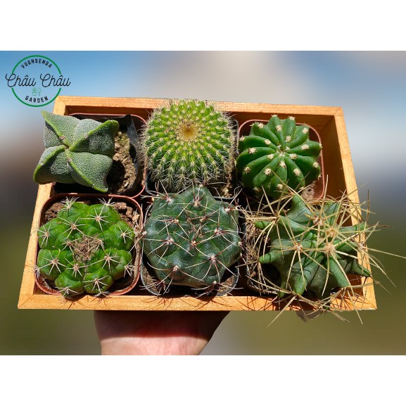 Xương Rồng Mini, Đẹp, Đa Dạng, Dễ Trồng - Xương rồng, Cactus