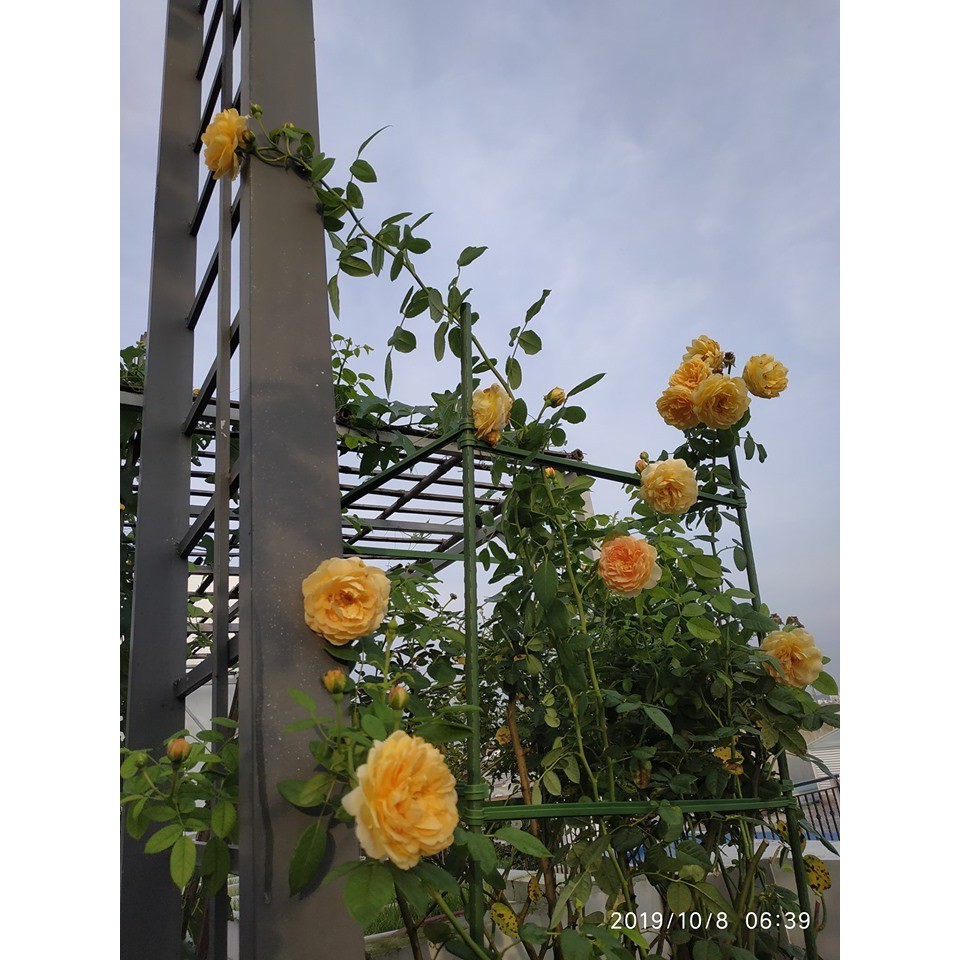 (SALE)Hoa hồng leo vàng Golden celebration Rose cực xinh