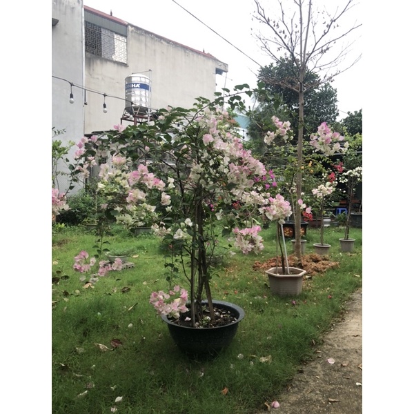 Hoa Giấy Thái Sakura Hồng Phớt - Cây Giống 60cm