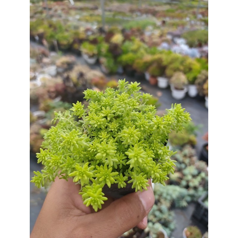 CỎ SEDUM VÀNG 🍚 ĐÀ LẠT 🍄 HƯ 1 ĐỔI 1 ❄️ SIÊU CUTE