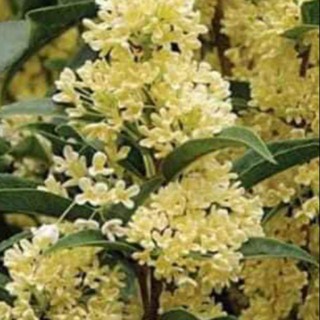 cây Cây Hoa Mộc Hương.. ra hoa quanh năm  - Cây Giống Nhập Khẩu