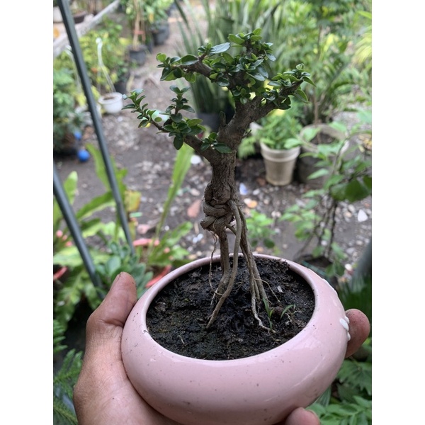 Cây Sam Hương mini để bàn và cây thô gốc lớn