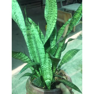 Cây lưỡi hổ