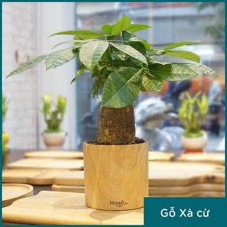 Chậu cây gỗ xà cừ