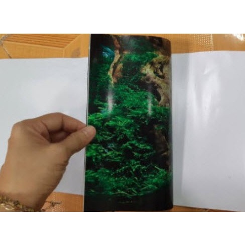 Tranh dán đáy hồ cá Hoa sen Aqua_073