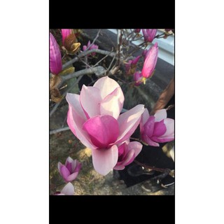 cây hoa mộc lan đang nụ cao 1m2