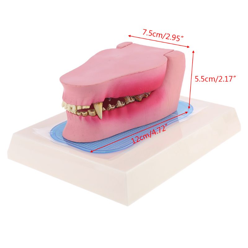 Wer Mô Hình Giảng Dạy Giảng Dạy Xương Động Vật Giảng Dạy Răng Chó Canine