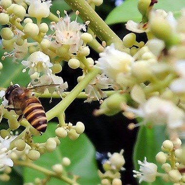 Mật ong rẫy hoa trái cây 500ml/ 1000ml