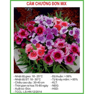 Hạt Giống Cẩm chướng đơn Mix 100 Hạt/ Gói
