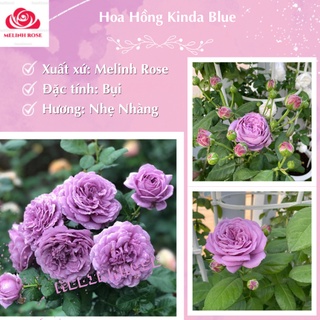 Hoa hồng ngoại Kinda Blue rose – Nàng thơ tím lavender hút hồn triệu tín đồ yêu hoa-Vườn Hoa Melinhrose