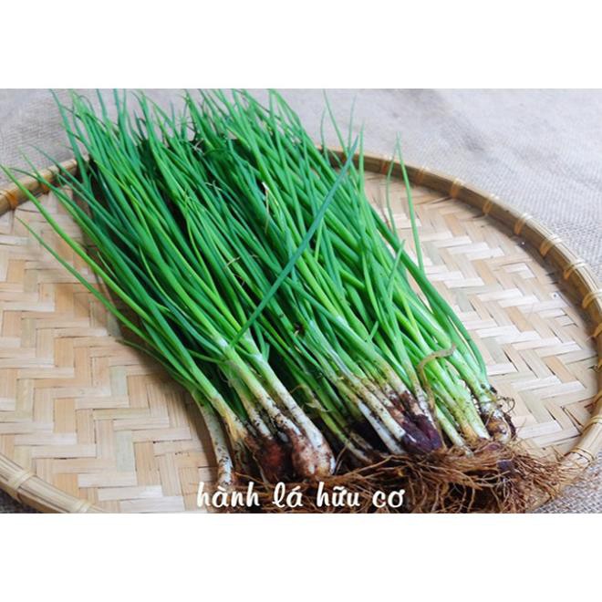 Hạt giống Hành Lá Dễ Trồng - Gói 1 Gram