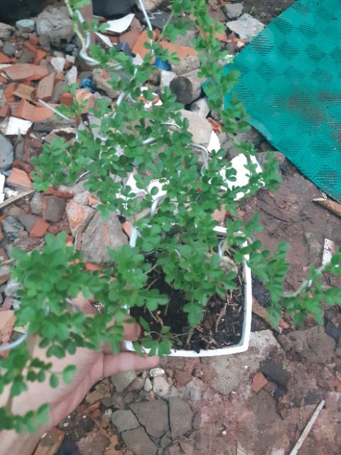 Cần thăng bonsai rể quái