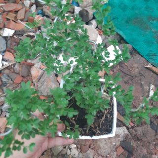 Cần thăng bonsai rể quái