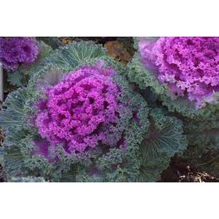 [FREESHIP 99K TOÀN QUỐC Hạt giống bắp cải kiểng