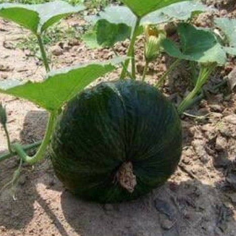 [ Siêu Hạt Giống ] Hạt giống bí ngô đen ruột vàng Chia Tai