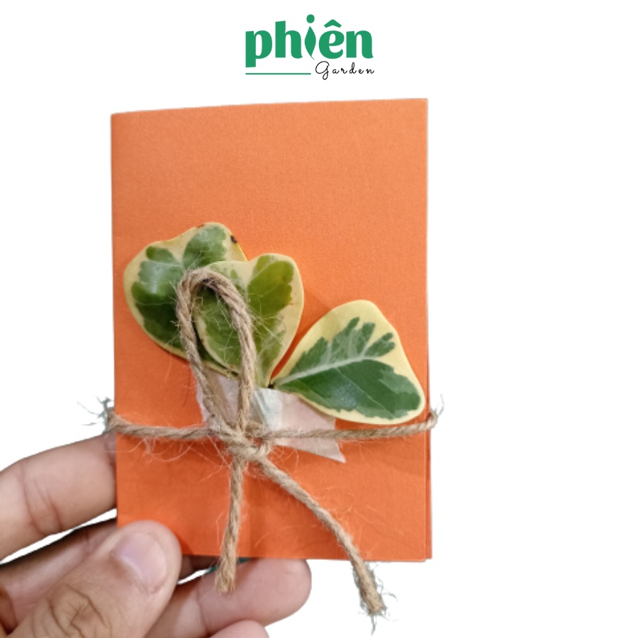 Thiệp hoa khô handmade giấy cứng siêu xinh