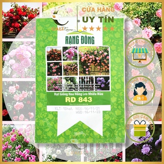 Hạt Giống Hoa Hồng Leo Nhiều Màu RD 843