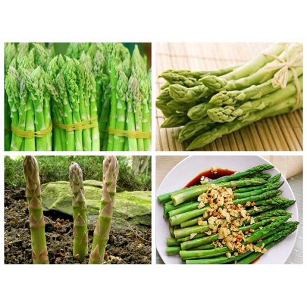 Combo 2 gói Hạt giống Măng Tây Phu Nong Seeds 100hạt/gói (2 gói 200 hạt) giống măng tây Xanh nhập khẩu mỹ Date 3.2022