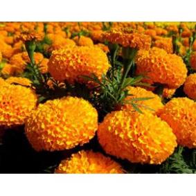 Hạt Giống Cúc Vạn Thọ Mỹ Bông To Vàng Cam  - MUA 3 TẶNG 1 CÙNG LOẠI