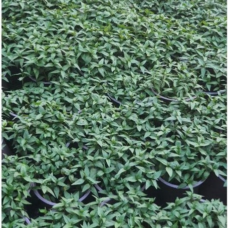 Rau chậu Rau răm TACY'S GARDEN 100% rau sạch nhà vườn trồng