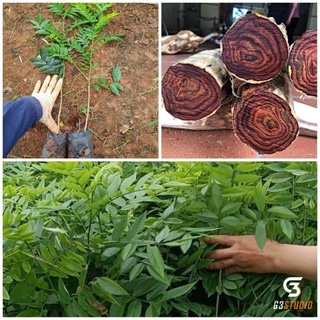 cây  giống sưa đỏ  (trồng hiệu quả kinh tê cao)