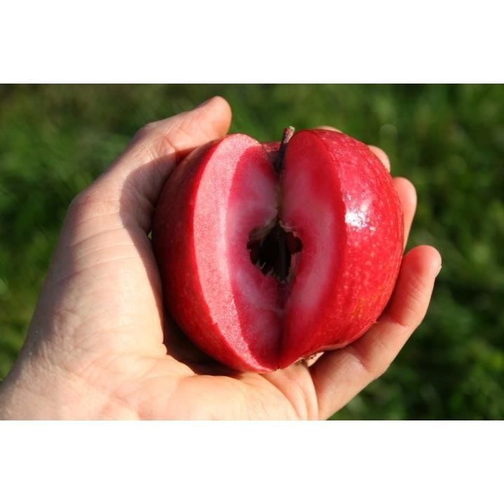 CÂY GIỐNG TÁO RUỘT ĐỎ