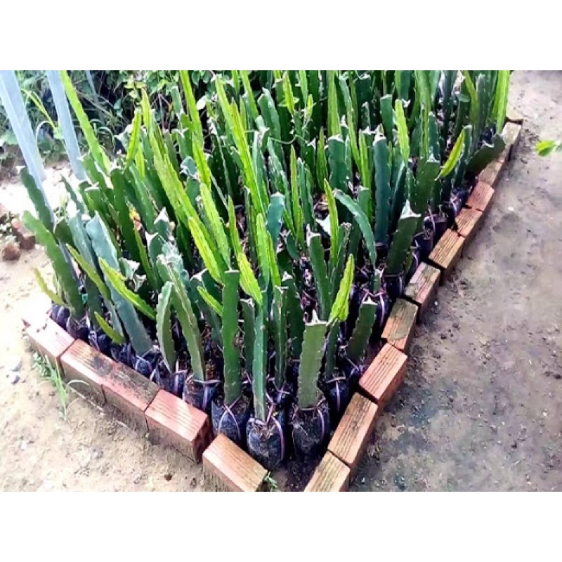 Combo 3 Bầu Thanh Long Đỏ cực Ngọc, Cực kì sai quả