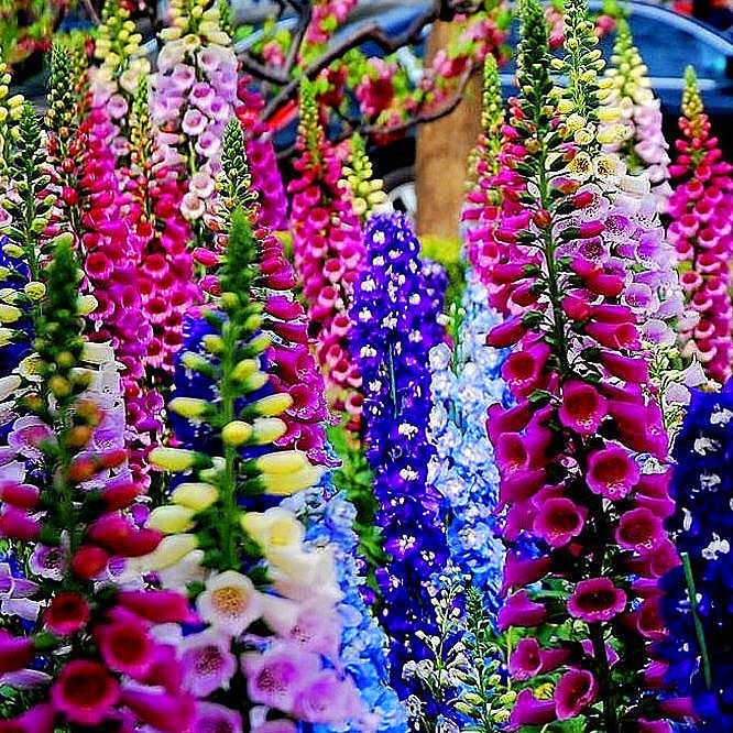 Hạt giống hoa phi yến hoa to siêu nhiều màu tùy chọn tỷ lệ nảy mầm 99% người mới làm vườn trồng tại nhà 100h
