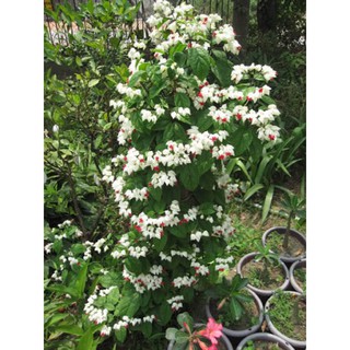 Chậu Cây Ngọc Nữ cao 25-35 cm bầu rễ ổn định hoa quanh năm, trang trí sân vườn