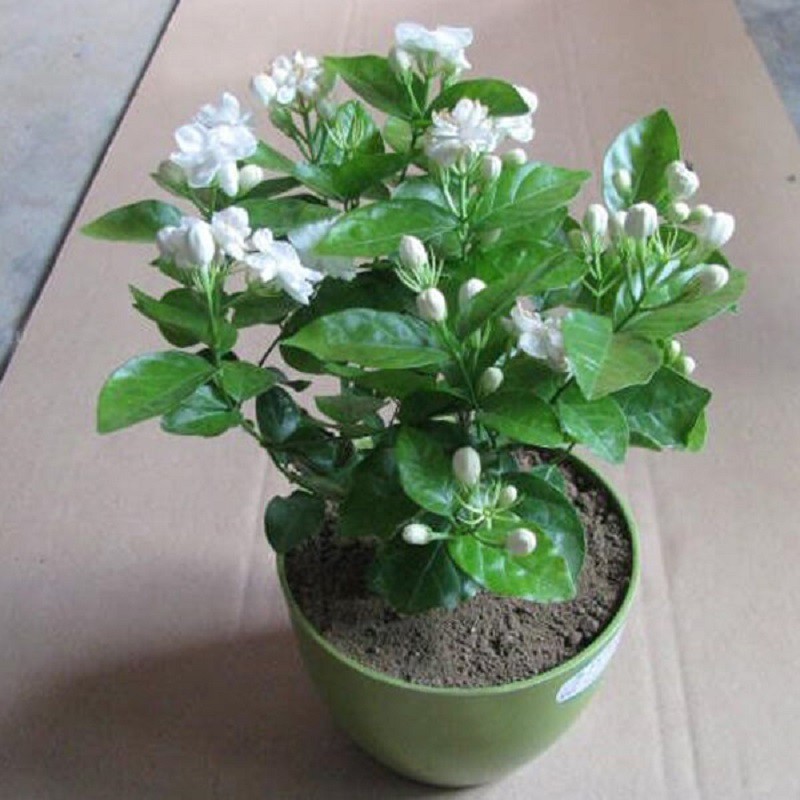 Cây Hoa Lài Chậu Nhựa