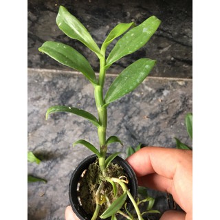 Phi điệp 5ct pt hàng năm một