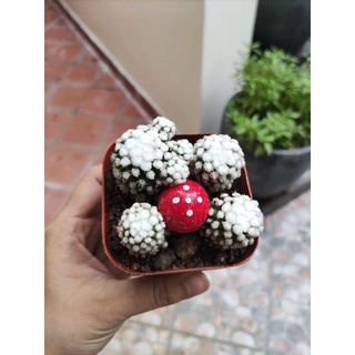 Xương rồng mammi trẮng