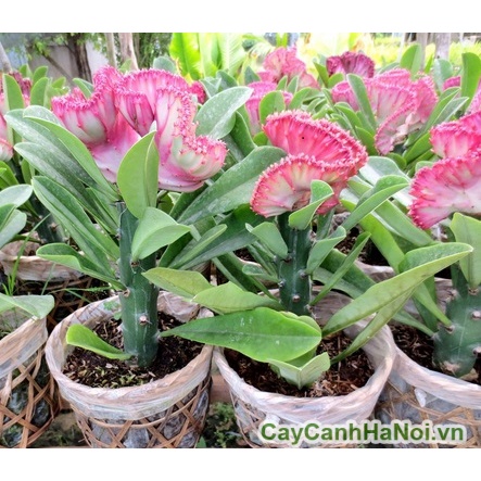 Cây Xương Rồng Vạn Lý Trường Thành - cây cảnh để bàn
