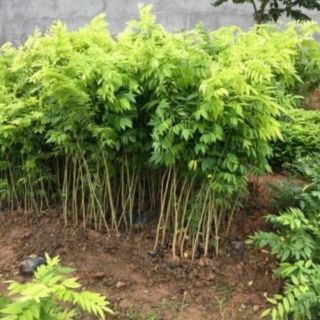 Cây gỗ sưa đỏ cao 1m