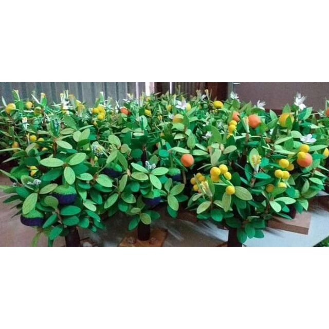 Cây ăn quả xốp mầm non