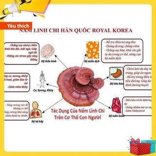 Nấm Linh Chi Túi Vàng Hàn Quốc [ Nấm Linh Chi _ Quà Tặng Cao Cấp ]