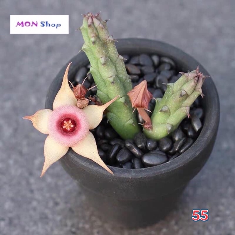 Xương rồng sao biển hoa năm cánh nhuỵ hồng dễ thương