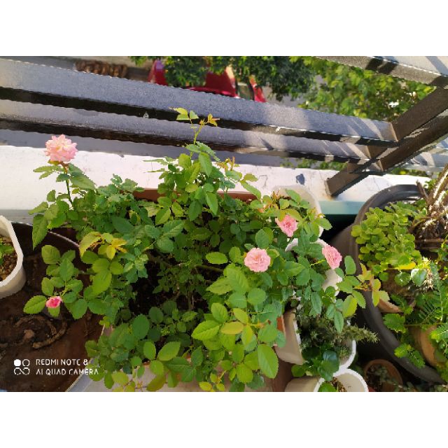 PHÂN BÓN HỮU CƠ NHẬT - NATURAL GRO ORGANIC - 500GR chuyên dùng cho Cây Rau, Hoa và Bonsai.