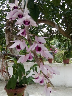 12 kie phi điệp có mặt hoa