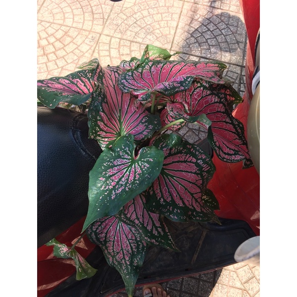 Môn hồng thiên nga