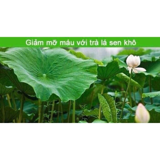 1kg lá sen khô chữa mất ngủ giảm cân