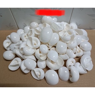 VỎ ỐC MỠ TRẮNG (MƯỢN HỒN)5VỎ