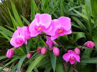 [HCM]??Dầu hấp Orchid dưỡng tóc hoa lan 500ml
