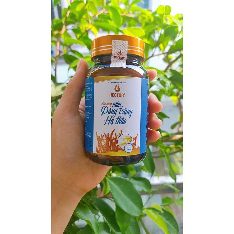 Hector viên nang đông trùng hạ thảo